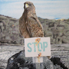 Hawk_thumb