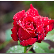 Currier_173_card