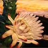 Cactusflower_thumb
