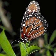 The_queen_southern_butterfly_card