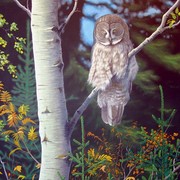 Stephen_peltonen_art_show_may_5th_2006_001_card
