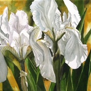 White_irises_2007_card