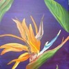 Bird_of_paradise2_thumb