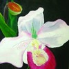 Orchid2a_thumb