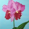 Orchid3a_thumb