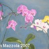 Orchid4a_thumb