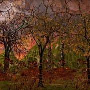 Moonshine_thru_trees_card