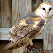 Img_1663_card