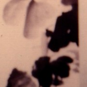 Ch-52-35-c-chrysanthemum_scroll-201-jpg_card