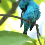 Blue_bird_blue__card