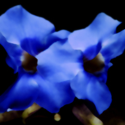 I_love_this__blue_card