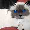 Blue_birman_art_thumb