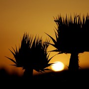 Dsc_1226_card