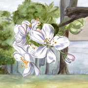 Apple-blossom_web_card