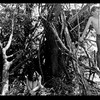 Big_woods_thumb