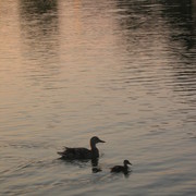 Picture_782_card