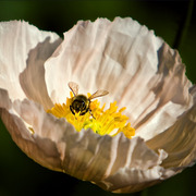 Bee-3492_card