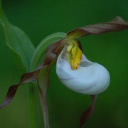 Lady_slipper_card