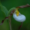 Lady_slipper_thumb