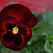 The_pansy_photo_card