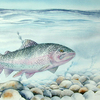 Trout_print_thumb