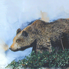 Bear_thumb