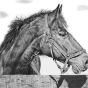 Pet_portrait_horse_lg_card