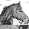 Pet_portrait_horse_lg_thumb