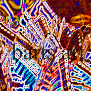 The_butterfly_symphony_copy_card