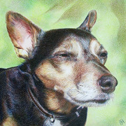 Pet_portrait_big_card