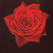 Ross_card