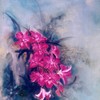 Oil-8-dendrobium_sonia_1999-jpg_thumb