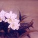 Oil-10-cattleya-1998_square