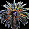 Tropical_thumb