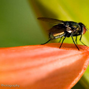 _mg_4131_card