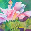 Pink_hibiscus_2-1_thumb