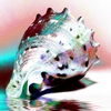 Conch5_thumb