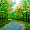Alberi_thumb