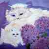 New6_004persian_kitten_fm_thumb