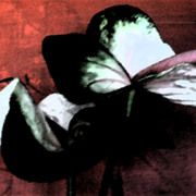 Flower_card