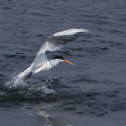 Carls_terns1_card