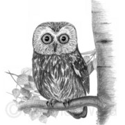 Sawwhetowl_card