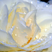 Img_9702_copy_card