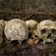 Skullslowres2_card