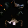 Fishes_thumb