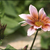 Brose_tiny_square