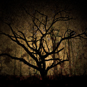 Nude6trees_card