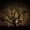 Nude6trees_thumb