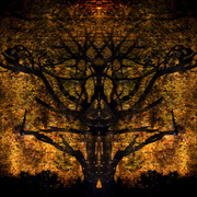 Nudetree555_card
