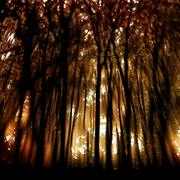 Tree-e_card